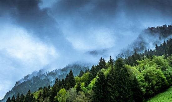 Visual of trees and smoke