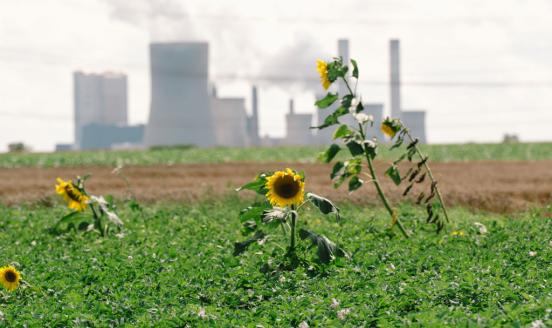 some sunflowers are seen in front of the power station