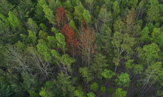 EU Nature Restoration Law: How can EU countries restore ecosystems while balancing budgets?